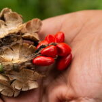 Botanists decode secret life of rare plants to ensure reintroduction success