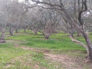 Gaza will be in the shadow of famine as long as we cannot plant our land