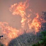 EU’s record wildfire emissions highlight threat to forest carbon sinks