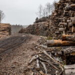 Why Sweden’s forest policy matters to the world (commentary)