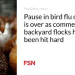 Pause in bird flu outbreak is over as commercial and backyard flocks have been hit hard
