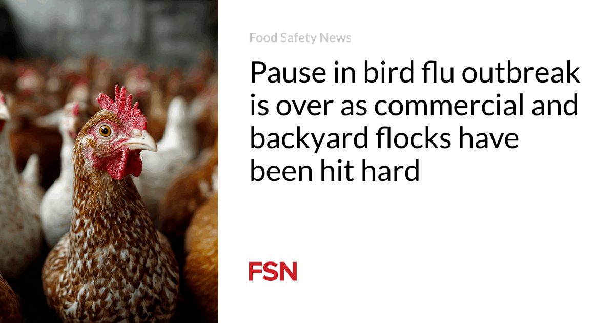 Pause in bird flu outbreak is over as commercial and backyard flocks have been hit hard