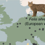Domestic Cats Were Introduced to Europe around 2,000 Years Ago, Probably from North Africa: Study