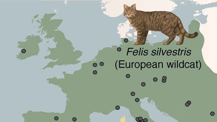 Domestic Cats Were Introduced to Europe around 2,000 Years Ago, Probably from North Africa: Study