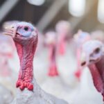 Latest avian flu outbreak confirmed at Co Carlow turkey facility