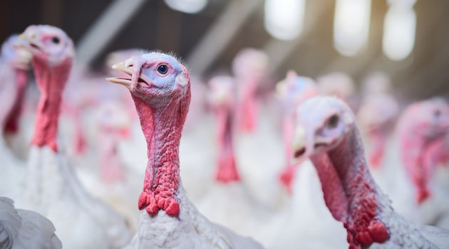 Latest avian flu outbreak confirmed at Co Carlow turkey facility