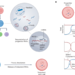 Modulating RNA condensates to control cell fate