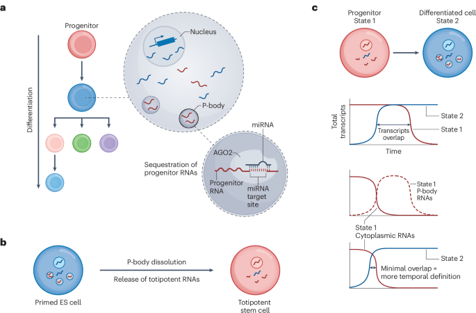 Modulating RNA condensates to control cell fate