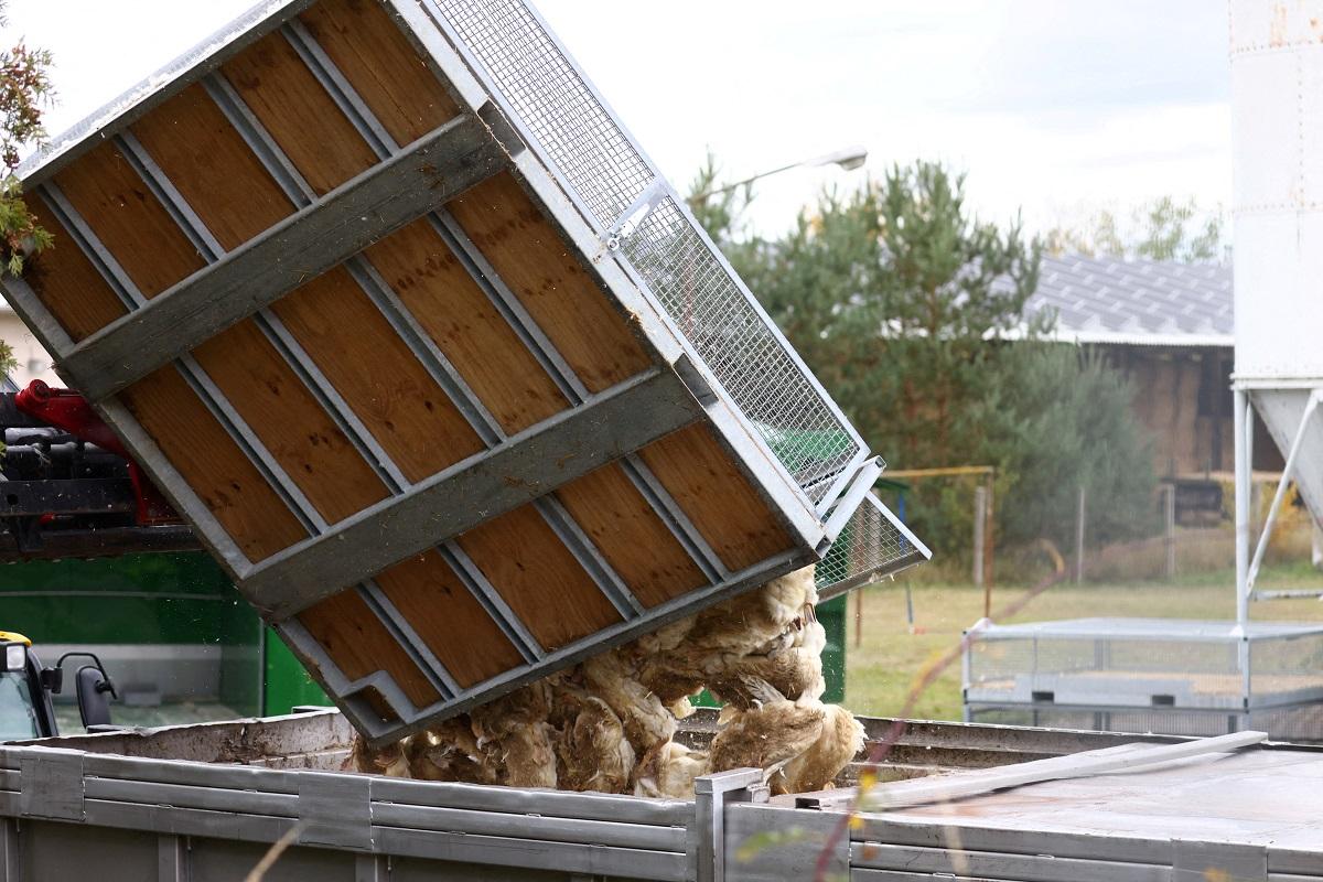 Europe races to lock down poultry as bird flu takes hold