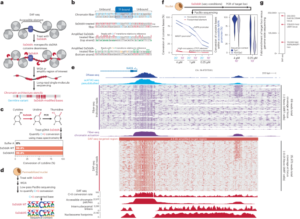 Mapping single-cell diploid chromatin fiber architectures using DAF-seq