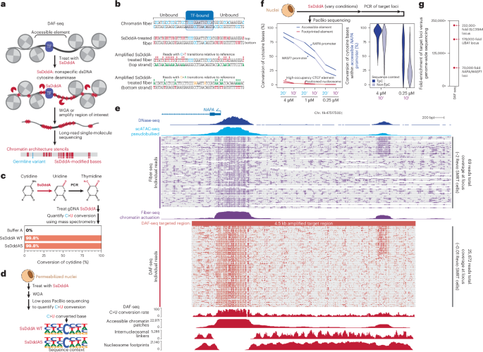 Mapping single-cell diploid chromatin fiber architectures using DAF-seq