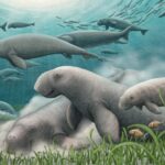 A Lost Sea Cow World Resurfaces Beneath Qatar’s Desert