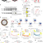 In vivo gene editing of human hematopoietic stem and progenitor cells using envelope-engineered virus-like particles