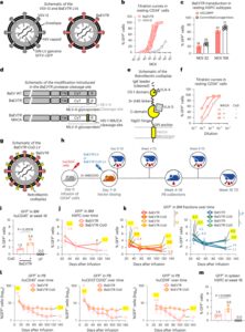 In vivo gene editing of human hematopoietic stem and progenitor cells using envelope-engineered virus-like particles