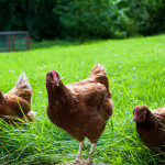 Housing order for all poultry and captive birds comes into effect today