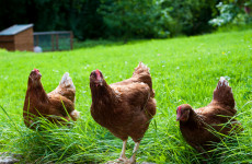 Housing order for all poultry and captive birds comes into effect today