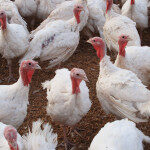 Dr Catherine Conlon: Bird flu has been confirmed in Ireland