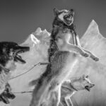 One of the Greatest Polar-Bear Hunters Confronts a Vanishing World