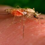 Genetic trick to make mosquitoes malaria resistant passes key test