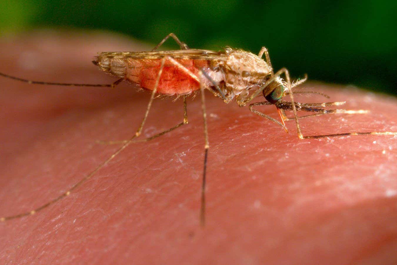 Genetic trick to make mosquitoes malaria resistant passes key test