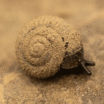 German hairy snails are disappearing from London’s River Thames