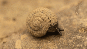 German hairy snails are disappearing from London’s River Thames