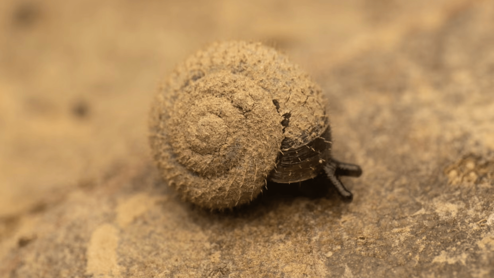 German hairy snails are disappearing from London’s River Thames