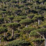 Are rainforests now a cause of, rather than the answer to, climate change?