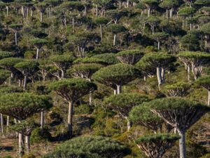 Are rainforests now a cause of, rather than the answer to, climate change?