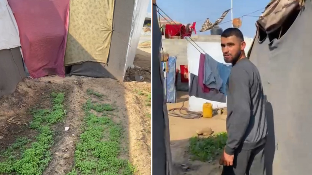 ‘Planting to preserve our dignity’: Gaza farmers remain cut off from their land