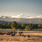 Tambourine Partners with Ted Turner Reserves, Launches New Website Showcasing the Brand’s Conservation Mission