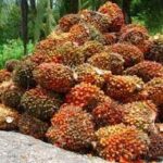 Oil Palm: Two Foreign Groups, Solidaridad, Propcom Plus Assist Enugu In Policy Development