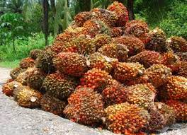 Oil Palm: Two Foreign Groups, Solidaridad, Propcom Plus Assist Enugu In Policy Development