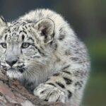 I’d love to see Apple adopt a tick-tock approach to software releases