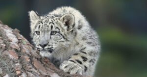 I’d love to see Apple adopt a tick-tock approach to software releases