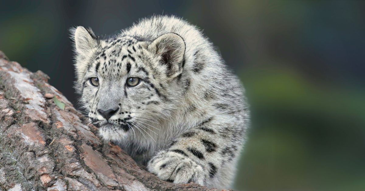 I’d love to see Apple adopt a tick-tock approach to software releases