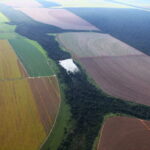 EU touts climate leadership while undermining antideforestation rules, critics say