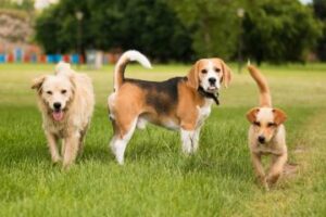 Top 10 most popular and trending dog names in the UK revealed for 2025