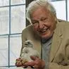 David Attenborough’s Wild London shows pigeons on the tube and urban foxes