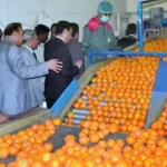 Pakistan Exports 6,000 Tonnes of Kinno to Middle East, Sri Lanka, and Phillipines in Just 10 Days