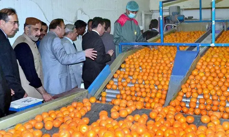 Pakistan Exports 6,000 Tonnes of Kinno to Middle East, Sri Lanka, and Phillipines in Just 10 Days