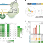 Engineered base editors with reduced bystander editing through directed evolution
