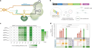 Engineered base editors with reduced bystander editing through directed evolution