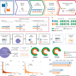 Computational prediction of human genetic variants in the mouse genome
