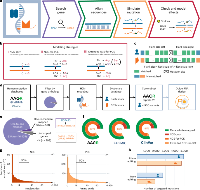 Computational prediction of human genetic variants in the mouse genome