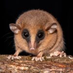 Scientists Just Discovered 70 New Species and Some Are Truly Wild