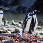 African Penguins Face Growing Danger As Fishing Fleets Move In