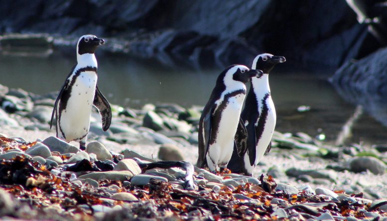 African Penguins Face Growing Danger As Fishing Fleets Move In