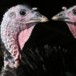 UK bird flu ‘super strain’ threatens Christmas turkey supplies