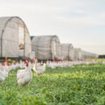 Poultry sector on high alert as bird flu spikes in Europe